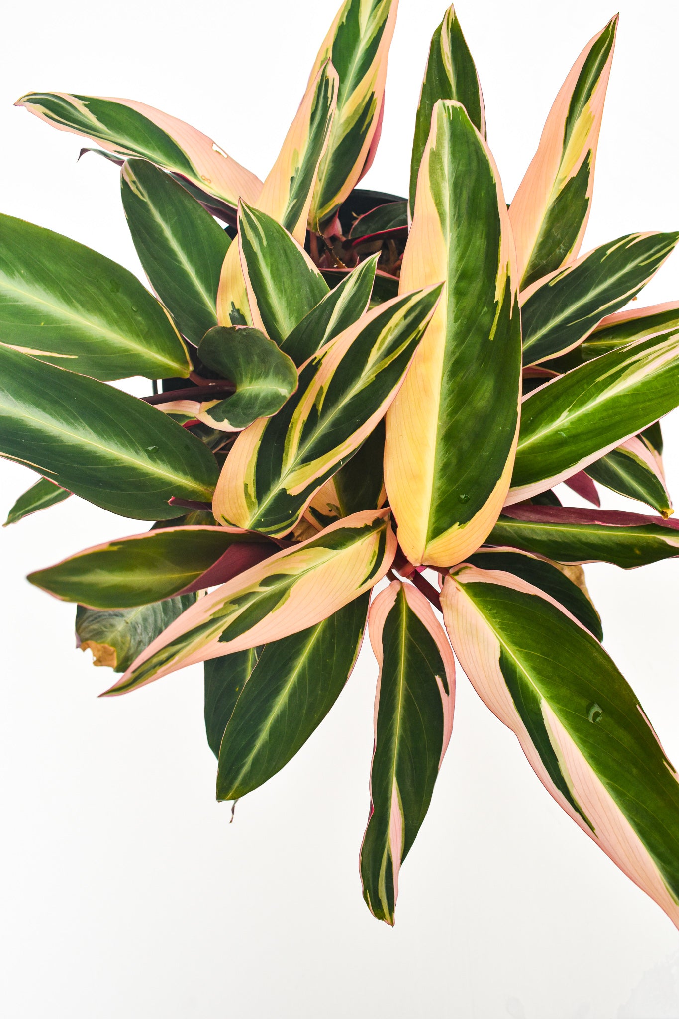 Tricolor (Stromanthe Sanguinea) – Greenhouse