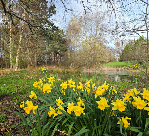 Photograph of daffodils by the pond in the garden of Aberdeenshire artist Howard Butterworth