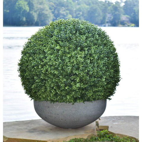 Boxwood Topiary Ball