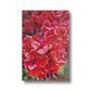 Bougainvillea | Print Prints Harriet Lawless Artist flowers greece