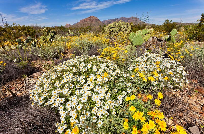 Various wildflowers bloom along the main park road in Big Bend National Park