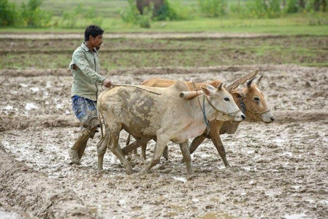 Natural Farming - The Future