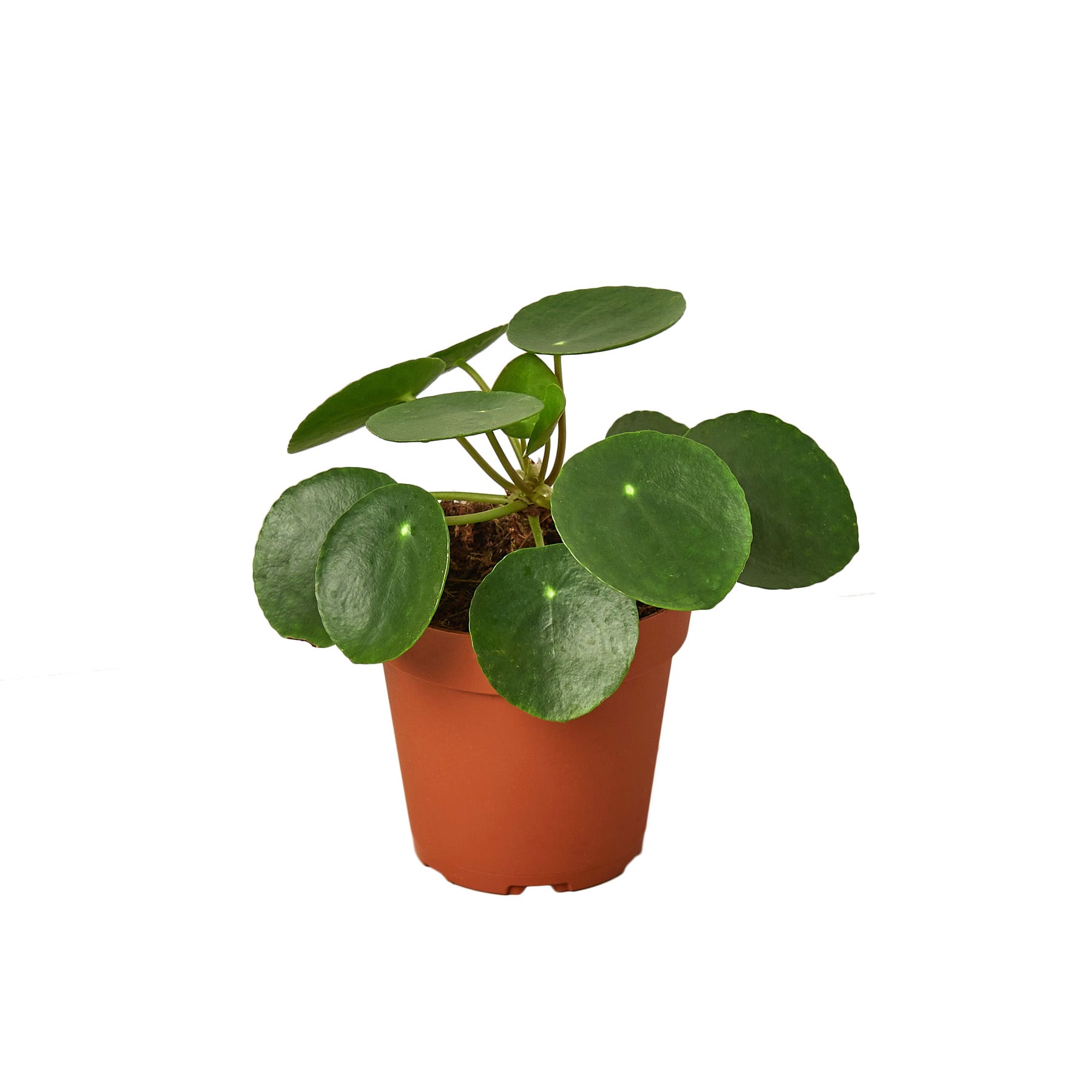 Pilea Peperomioides 'Chinese Money' – New Leaf Plant Co