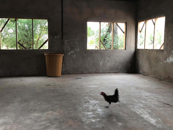 Huhn rennt in Haus im Norden Ghanas
