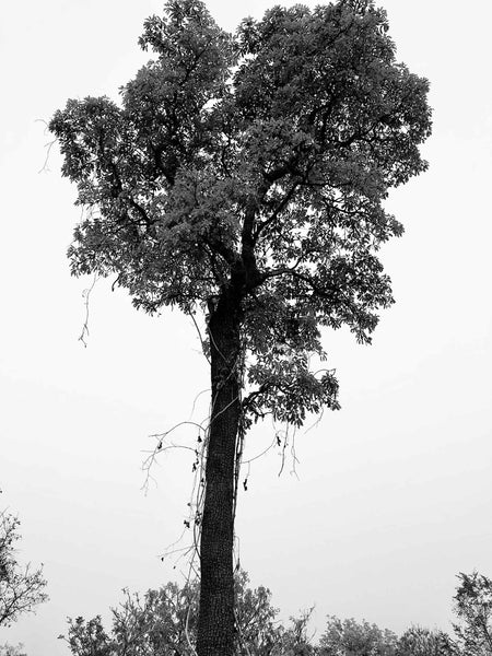 Sheabaum im Norden von Ghana