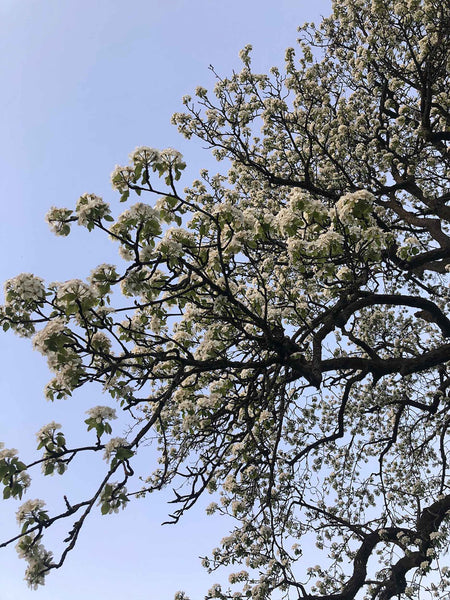 Baum mit weissen Blüten