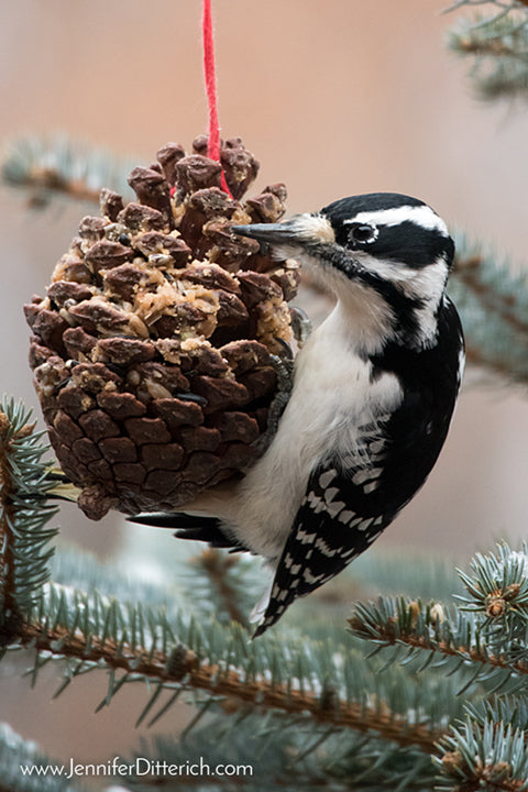 Attract Woodpeckers this Winter by Jennifer Ditterich Designs