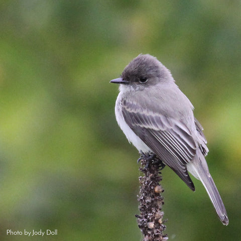 Attract birds to your backyard