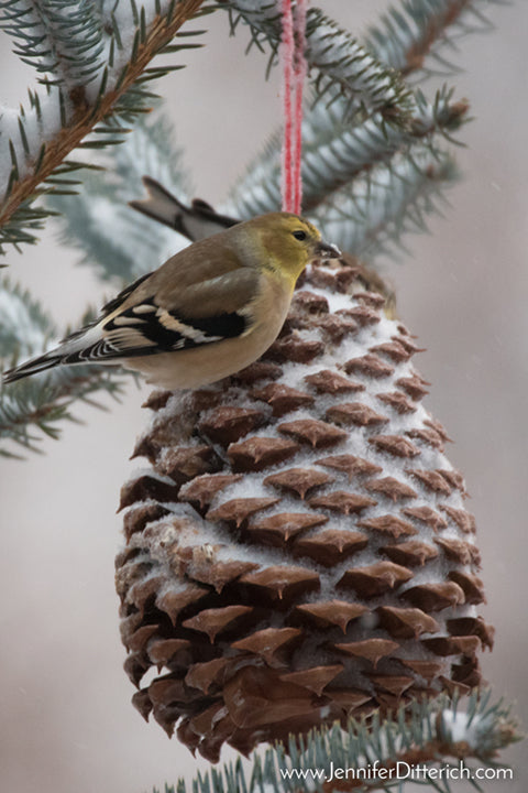 Feed the birds with these Pinecone Birdseed Ornaments by Jennifer Ditterich Designs