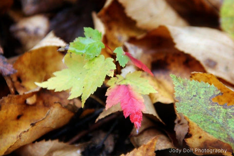 Autumn Leaves on the Forest Floor