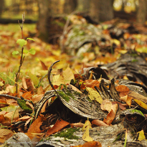 Birch Bark in Autumn Woods