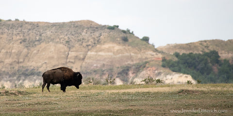 Bison in the Badlands of North Dakota by Jennifer Ditterich