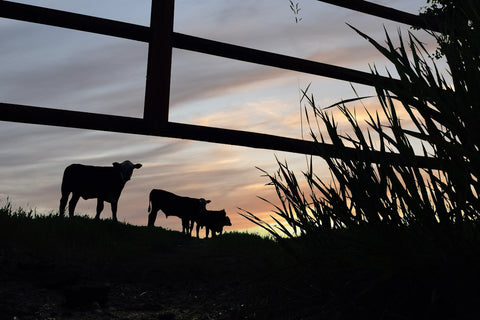 Cows-Cattle-Silhouette-Farm-Jennifer-Ditterich