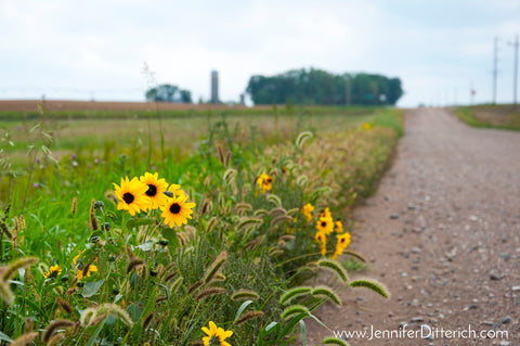 Dirt Road to Farm Photograph by Jennifer Ditterich Designs