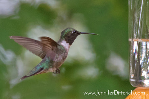 5 Easy Ways to Attract Hummingbirds to Your Yard by Jennifer Ditterich Designs