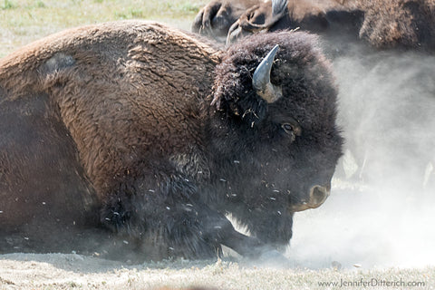 Kicking Up Dust Bison in the Badlands by Jennifer Ditterich
