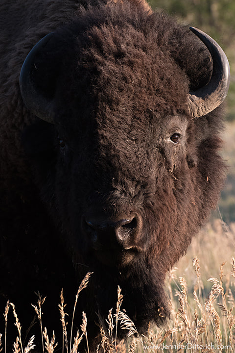 North Dakota Bison in the Badlands by Jennifer Ditterich Designs