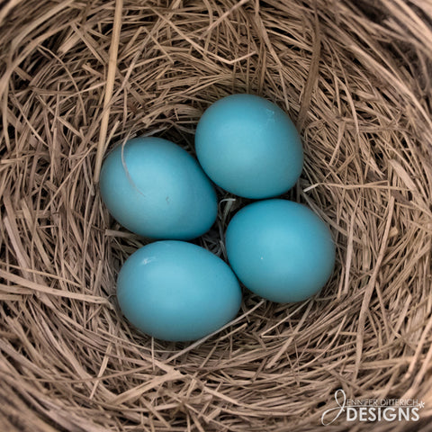 robins nest with eggs