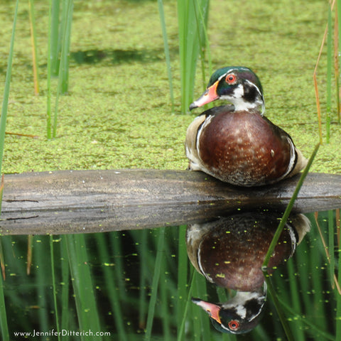 Wood-Duck-Sign-of-Spring