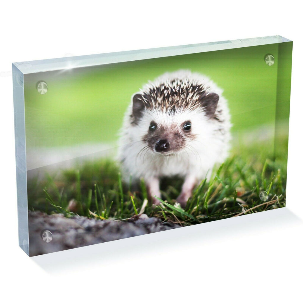 Hedgehog English Countryside Photo Block 6 x 4