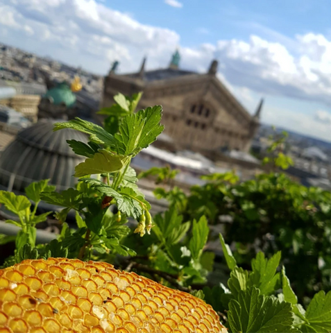 Sous les fraises ruches paris