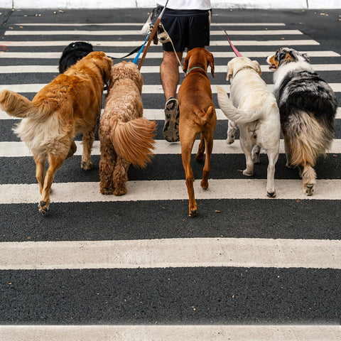 Dog walker walking 6 dogs across street crosswalk