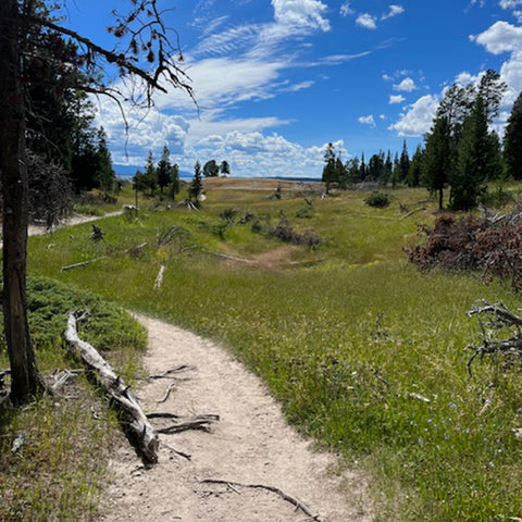 Hiking path through woods on sunny spring day