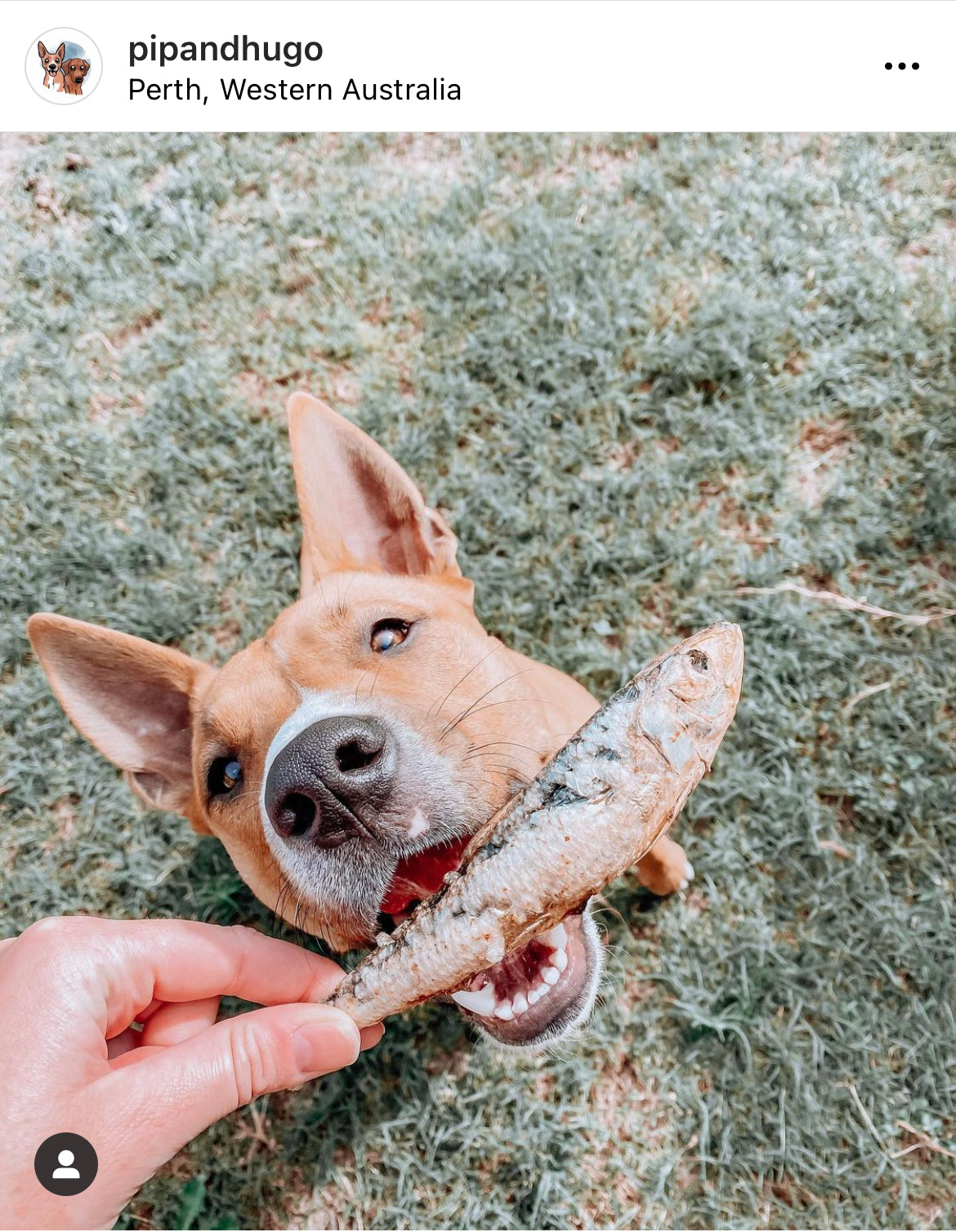 can dogs eat fresh sardines