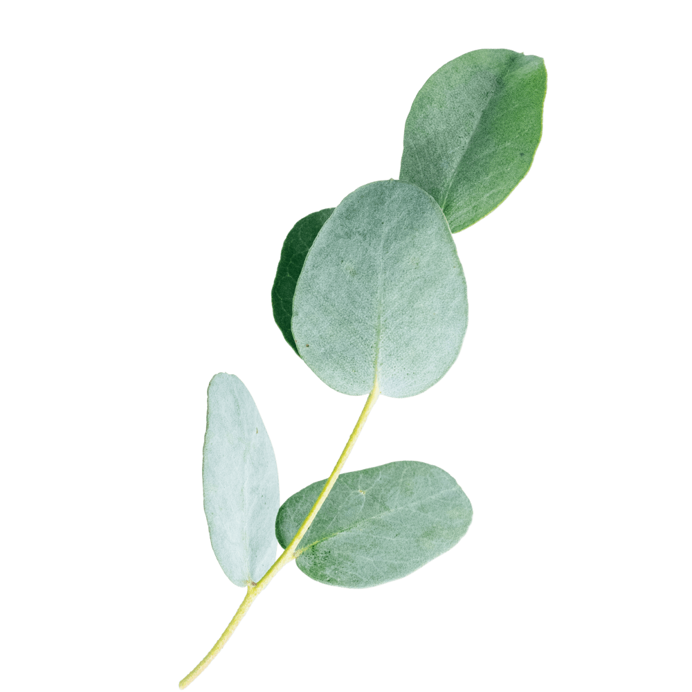 Eucalyptus - one of Divi's ingredients
