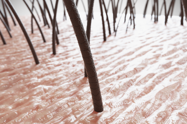 Close up look at a hair follicle 