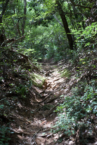 木漏れ日のさす登山道