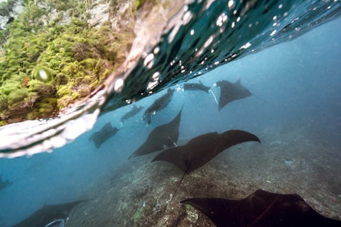 Manta Rays swimming in the ocean