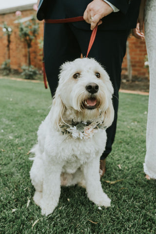 Canine wedding attendant
