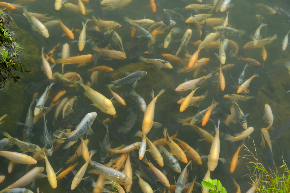 Fishes in pond