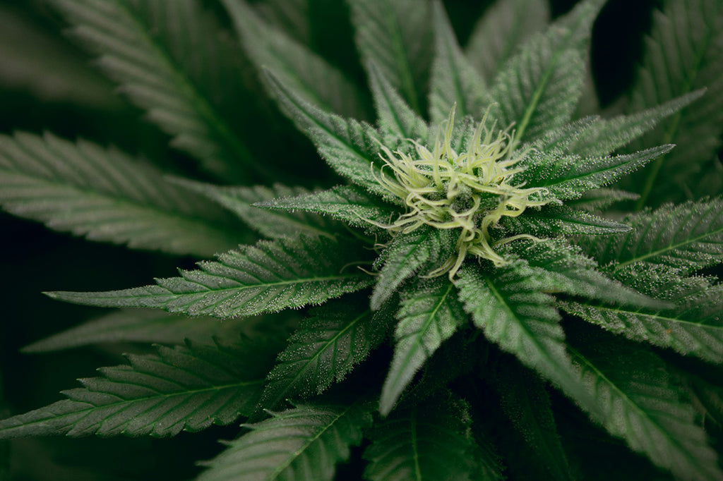 cannabis terpenes