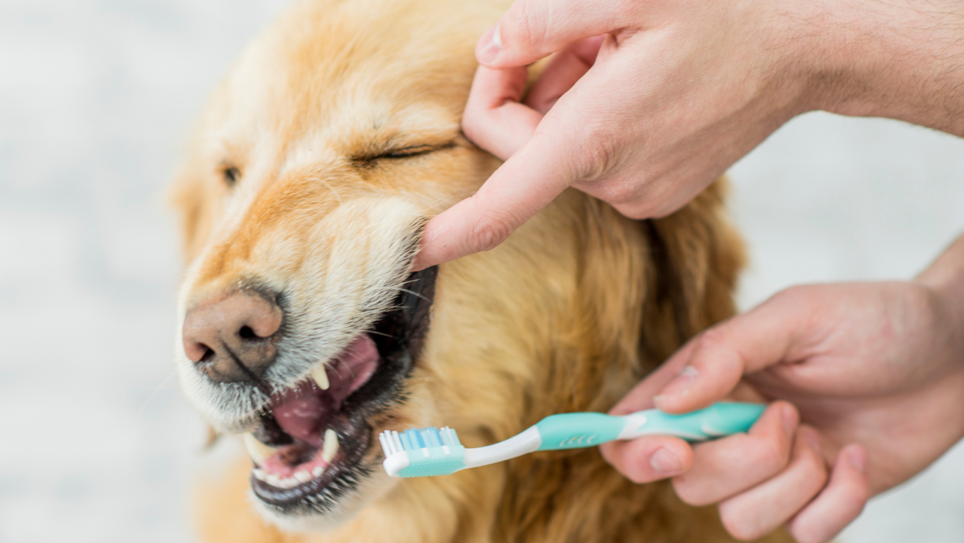 what can i use at home to brush my dogs teeth