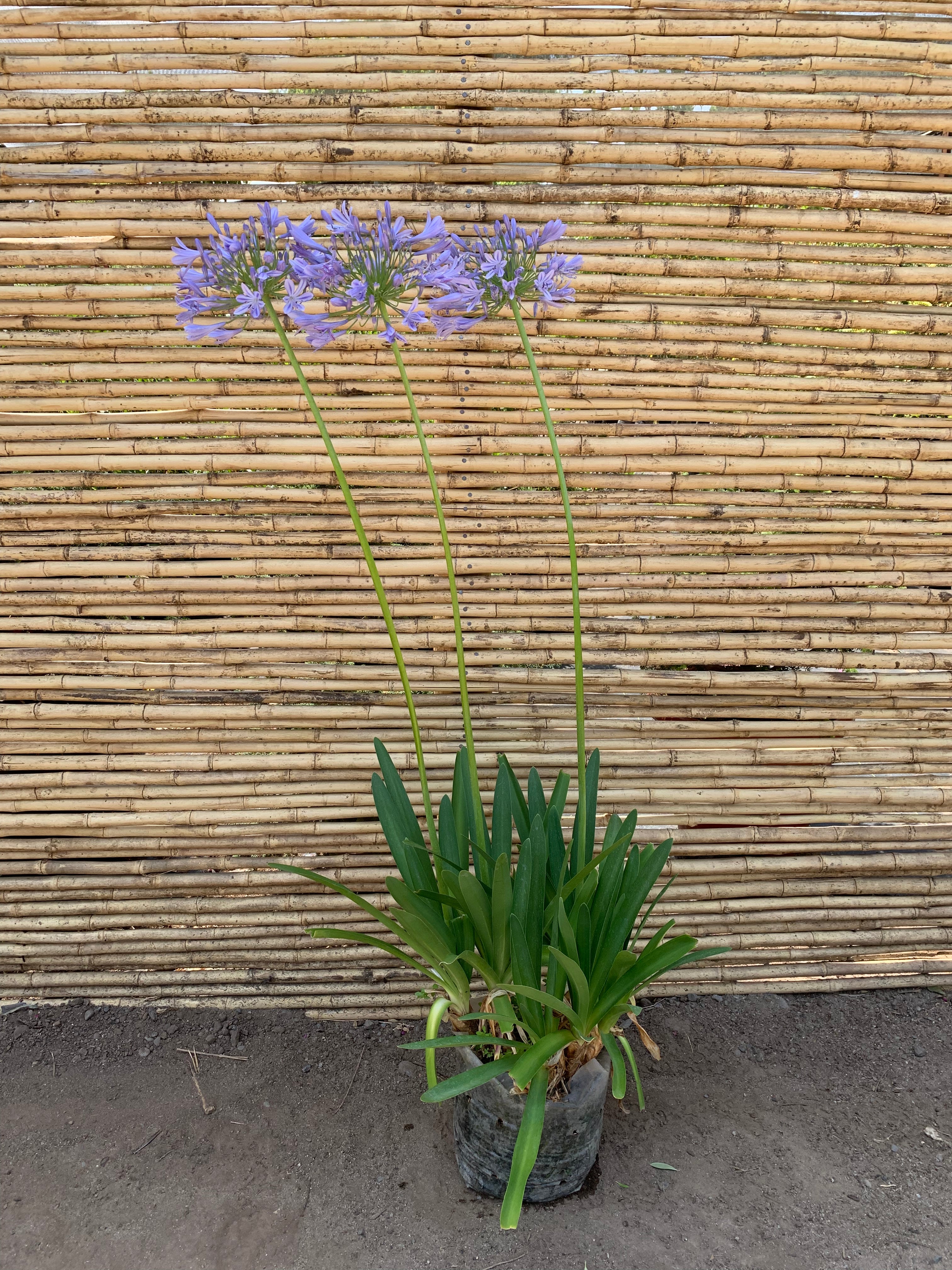 Agapanto - Agapanthus africanus - El Palomar