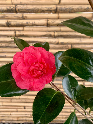 Arreglo Maceta - Camelia Fucsia - El Palomar