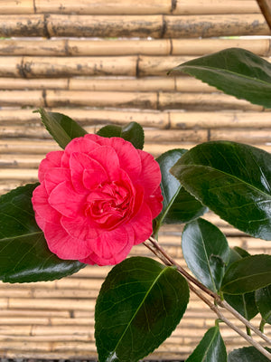 Camelia - Camelia Japónica - El Palomar