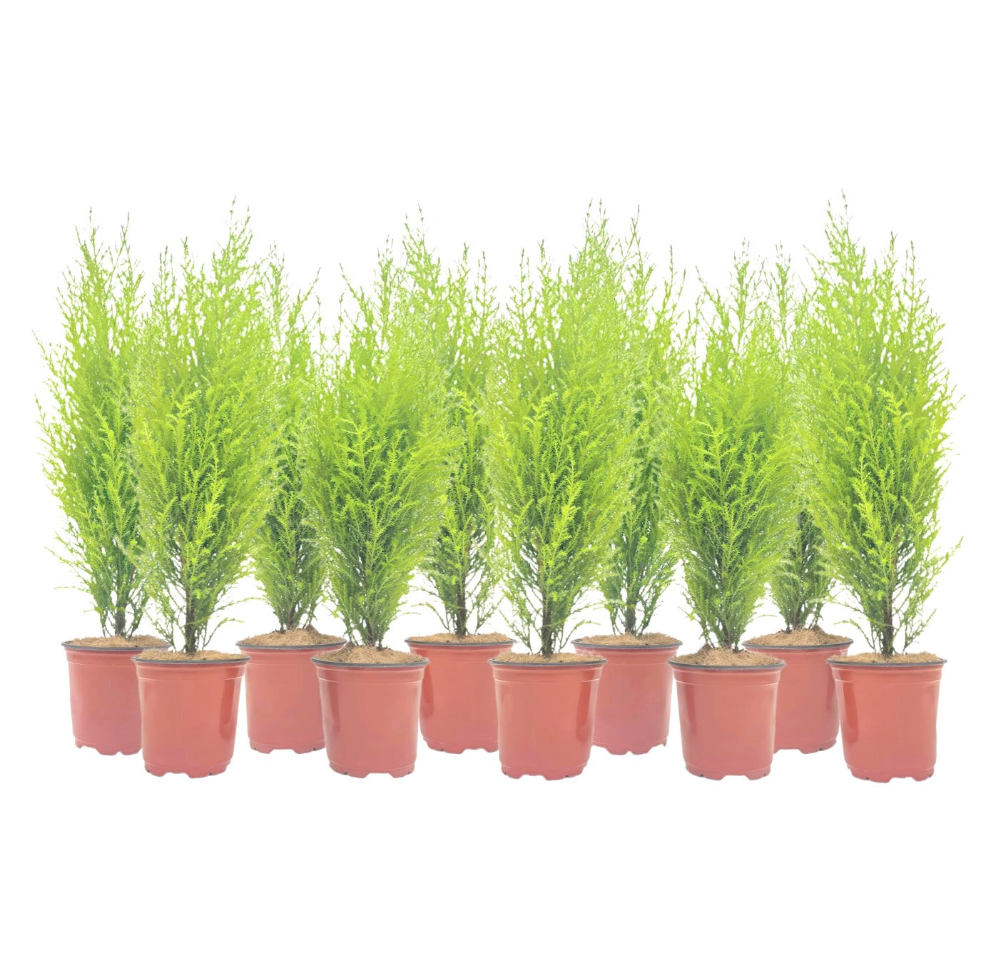 10-PK Live Dwarf Lemon Cypress, Cupressus macrocarpa ‘Goldcrest Wilma,’ Live Indoor Tree, Houseplant, Garden Plant, Fragrant Plant, 4.5-in Pot(s)