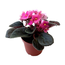 Load image into Gallery viewer, African Violet with Pink Flowers, Saintpaulia ionantha - 4&quot; Pot
