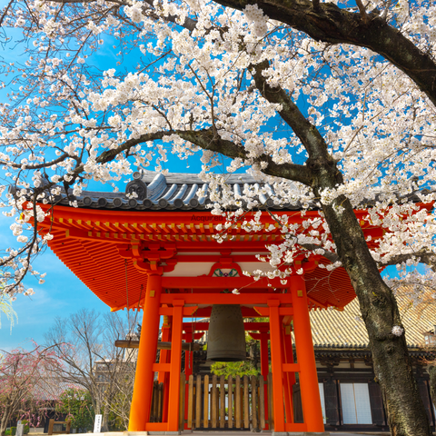 Japanese temple with cherry blossoms