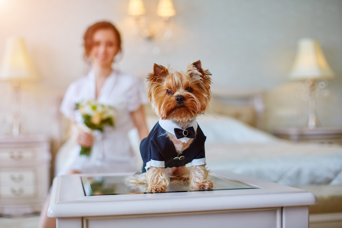 dog as ring bearer