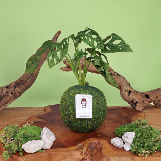 Mini Parlor Palm Kokedama Moss Ball, Japanese Living Art, a Spin