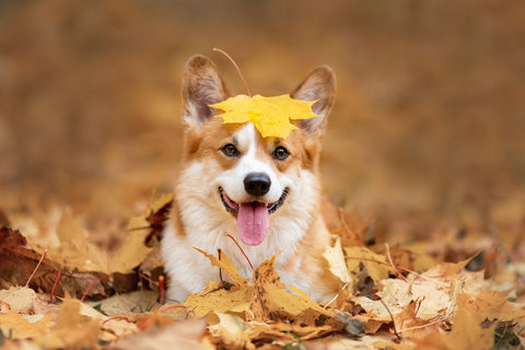 autumn dog leaves