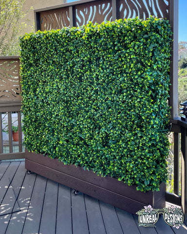 Ficus Hedge