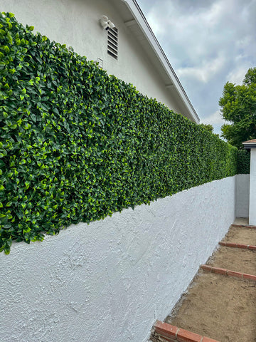 Ficus Privacy Paneling