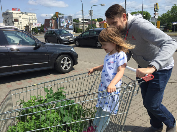 Dad carrying his young daughter in a shopping trolley with tomato seedlings. 