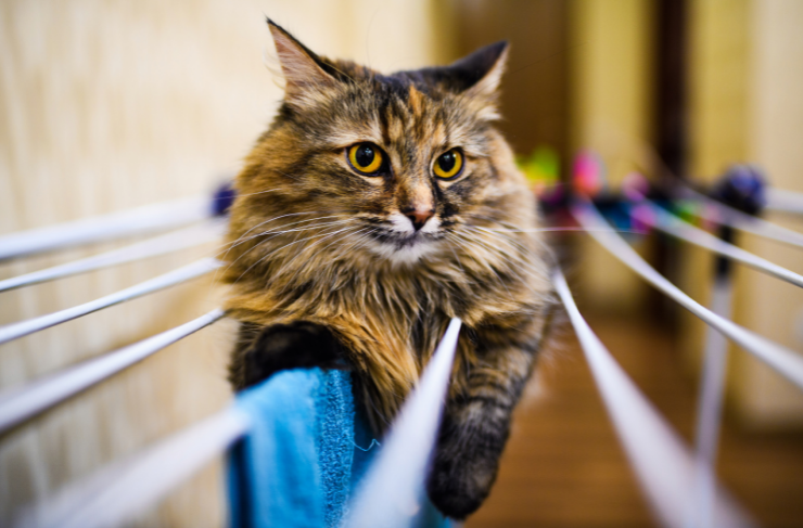 Cat on clothes horse