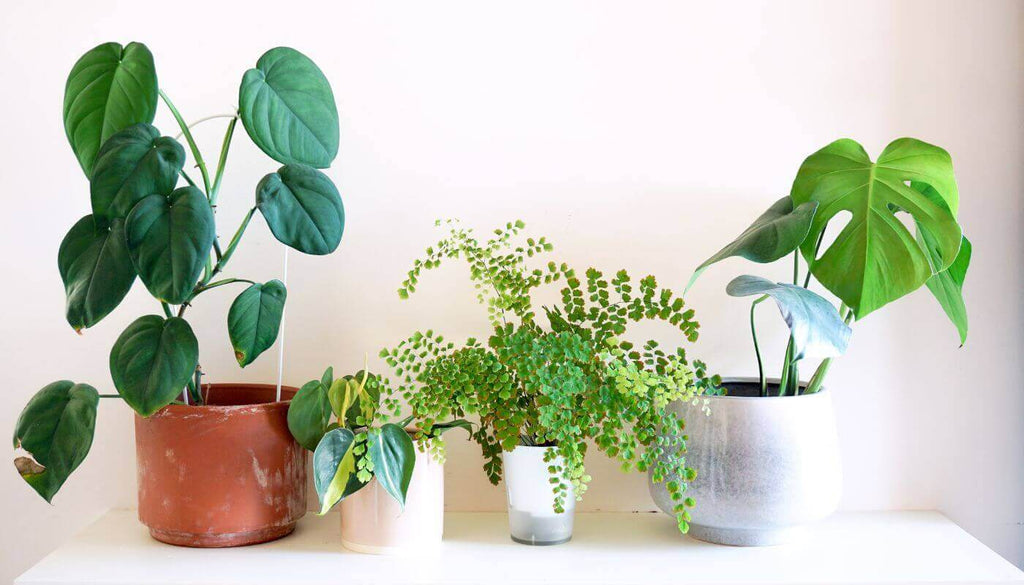 Get some plants into your house